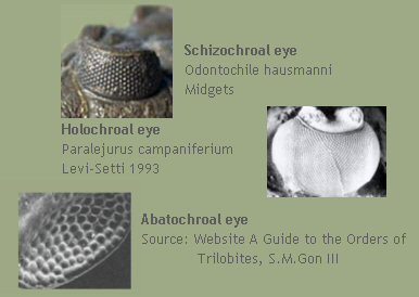 eye types