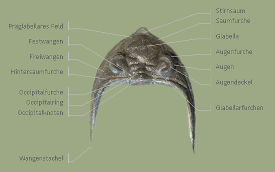 Cephalon Zlichovaspis sp.