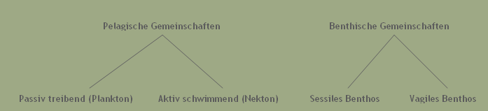 Übersicht Trilobiten Lebensräume