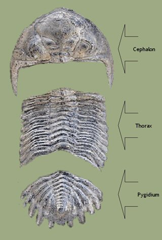 Horizontallappen dorsal