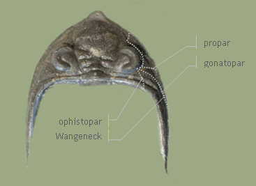 Cephalon dorsal Zlichovaspis sp.